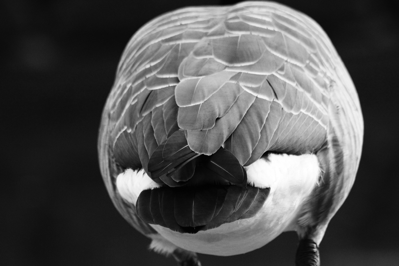 Photography Project 001 - Walking without colour - 01